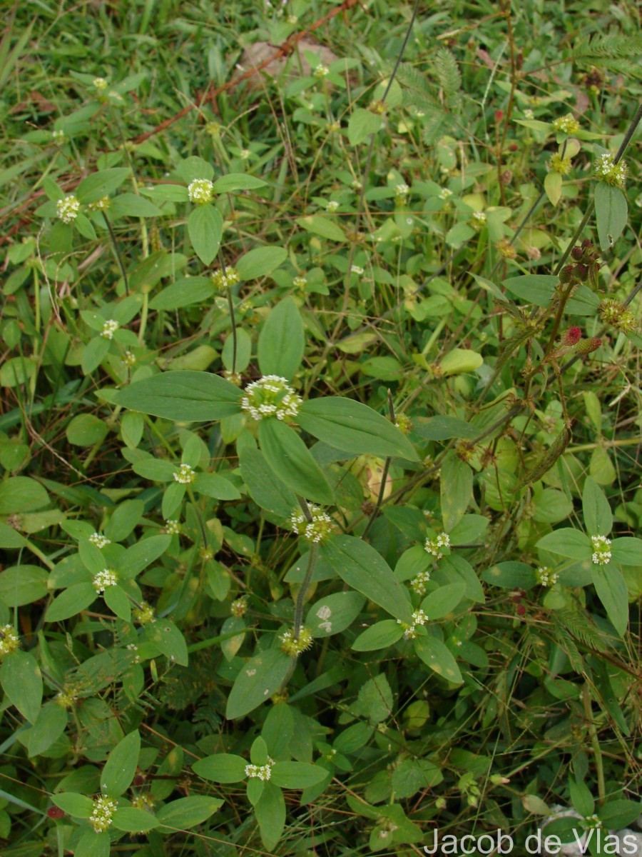 Mitracarpus hirtus (L.) DC.